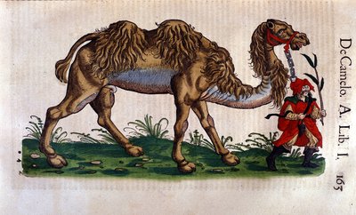Representação de um Camelo, ilustração de 