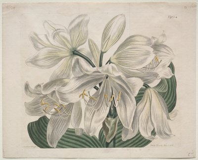 O compartimento botânico ou o jardim de flor indicado: Cabo branco - lírio da costa, 1806. de Sydenham Teast Edwards