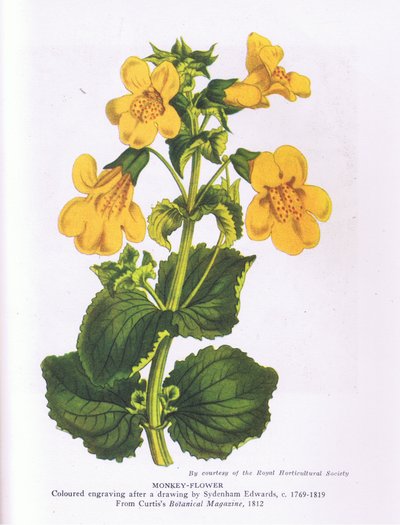 Monkey Flower, Nature in Britain publicado por Collins 1946 (cor litho) de Sydenham Teast (after) Edwards