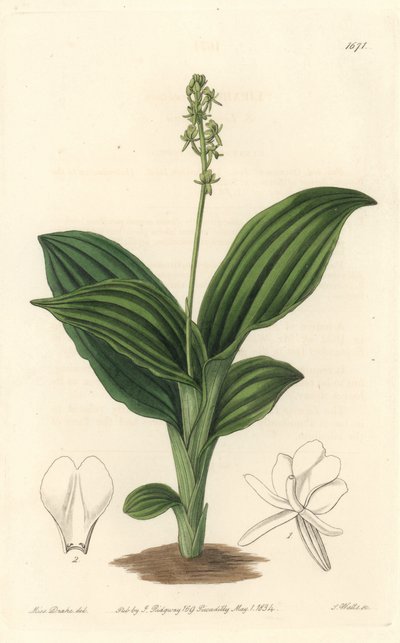 African Liparis Orchid - Water forte de S. Watts a partir de uma ilustração de Sarah Anne Drake (1803-1857), do Botanical Register de Sydenham Teast Edwards