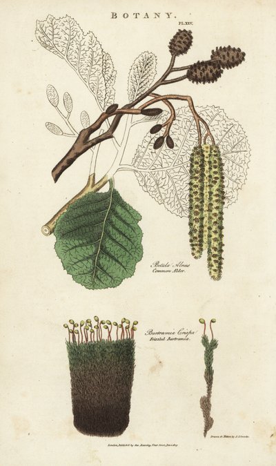 Amieiro (aune) e musgo variete - Amieiro comum, Betula alnus, e bartramia frisada, Bartramia crispa. Gravura em chapa de cobre colorida à mão depois de Sydenham Edwards de John Mason Good