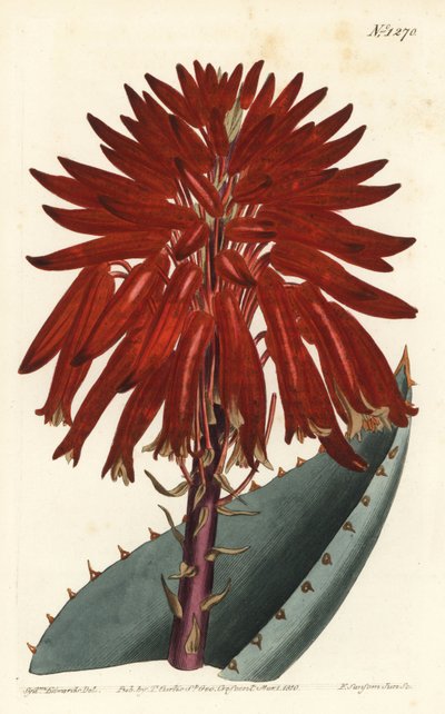 Aloe - Rubble aloe, Aloe perfoliata (Mitre aloe, Aloe mitraeformis). Gravura em chapa de cobre colorida à mão por F. Sansom Jr. após ilustração de Sydenham Edwards da revista Botanical Magazine de William Curtis, T. Curtis, Londres de Sydenham Teast Edwards