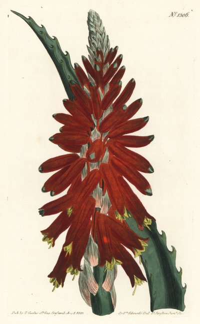 Aloe arborescens - Espada de folhas estreitas Aloe, Aloe arborescens. Gravura em chapa de cobre colorida à mão por F. Sansom Jr. após ilustração de Sydenham Edwards da revista Botanical Magazine de William Curtis, T. Curtis, Londres. de Sydenham Teast Edwards
