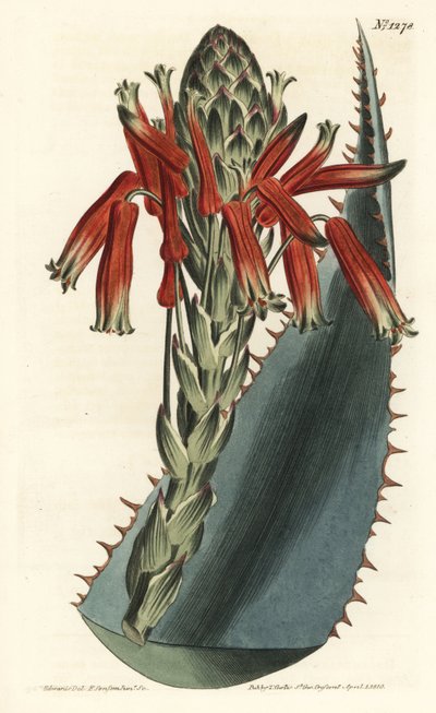 Aloe variete - Blue aloe, Aloe glauca (Aloe glaucous aloe, Aloe rhodacantha) - Gravura em chapa de cobre colorida à mão por F. Sansom Jr. após ilustração de Sydenham Edwards da revista Botanical de William Curtis, T. Curtis, Londres de Sydenham Teast Edwards