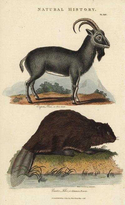 Ibex Alpino e Castor Europeu ou Castor Comum - Cabra ibex alpina, Capra ibex, e Castor Eurasiano comum, Castor Fibra. Gravura em chapa de cobre colorida à mão depois de Sydenham Edwards da Pantologia de John Mason Good, uma Nova Enciclopédia, G. Kearsley,  de Sydenham Teast Edwards