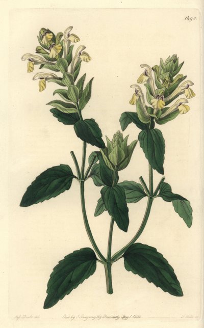 Alpine scutellaria - Scutellaria alpina, Scutellaria alpina (Scutellaria scutellaria, variedade de flor de lúpulo, Scutellaria alpina var. lupulina). Gravura em chapa de cobre colorida à mão por S. Watts depois de uma ilustração de Miss Sarah Drake da revi de Sydenham Teast Edwards