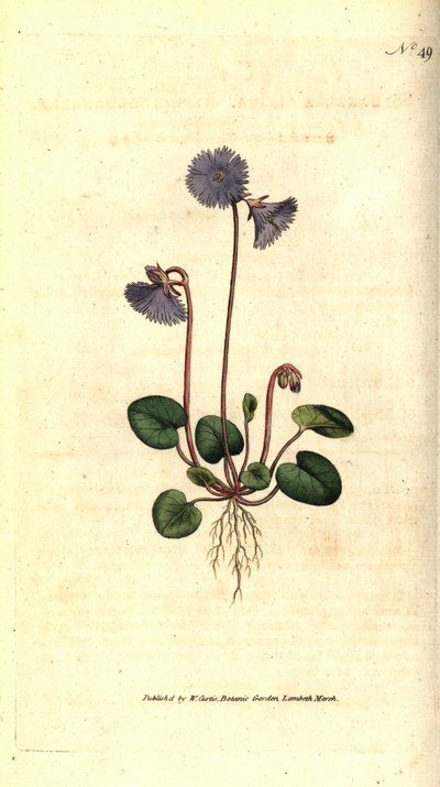 Alpine soldanella - Alpine soldanella, Soldanella alpina. Gravura em chapa de cobre colorida à mão depois de uma ilustração botânica de James Sowerby da revista The Botanical Magazine de William Curtis, Lambeth Marsh, Londres. de Sydenham Teast Edwards