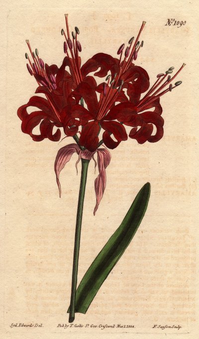 Amaryllis cor de papoila, com flores escuras carmesim, florescendo a partir de um único pé. Originária do Cabo da Boa Esperança (África do Sul). Amaryllis de cor papoula, com flores carmesim profundas, florescendo de um único caule. Nativo do Cabo da Boa E de Sydenham Teast Edwards