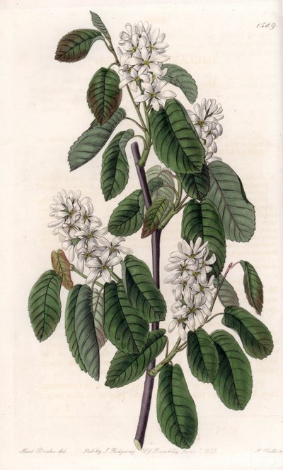 Amelanchier com folhas de amieiro ou aronie florido - Placa gravada por S.Watts, de uma ilustração de Sarah Anne Drake (1803-1857), do Botanical Register of Sydenham Edwards (1768-1819), Inglaterra de Sydenham Teast Edwards