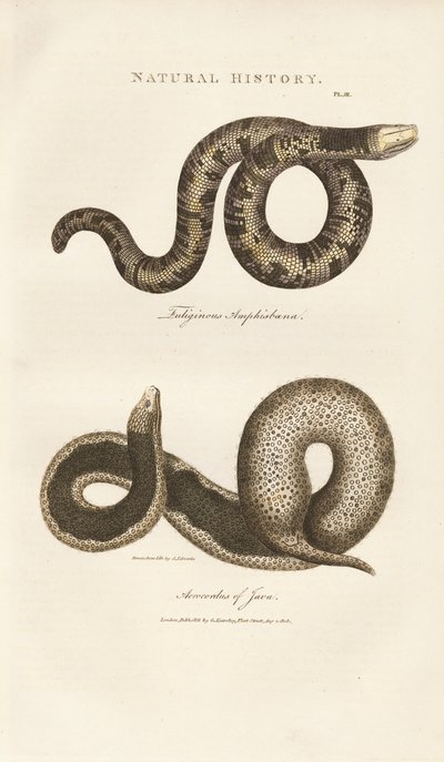 Amphisbaena e Javan Wart Snake de Sydenham Teast Edwards