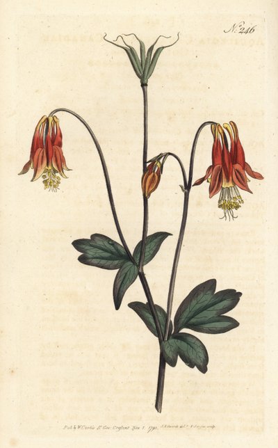 Ancolia du Canada - Canadian columbine. Aquilegia canadensis. Gravura em chapa de cobre colorida à mão por Sansom após ilustração de Sydenham Edwards rom William Curtis