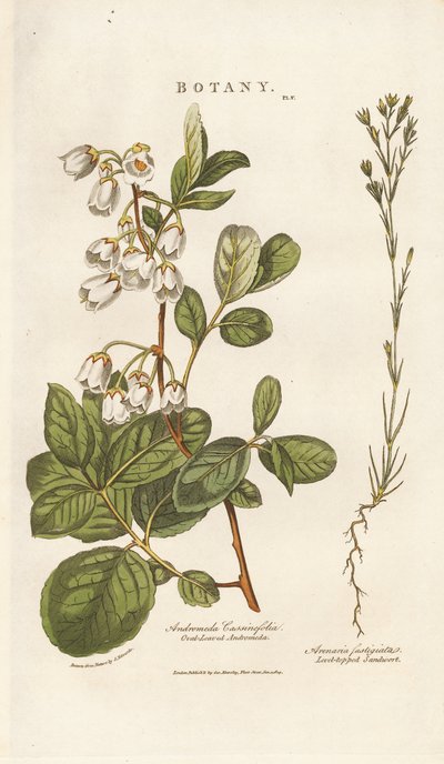 Andromeda e Sandwort de Sydenham Teast Edwards