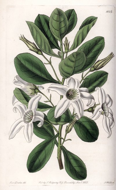 Anthocercis variete, nativo da Austrália - Placa gravada por S.Watts, a partir de uma ilustração de Sarah Anne Drake (1803-1857), do Botanical Register of Sydenham Edwards (1768-1819), Inglaterra de Sydenham Teast Edwards
