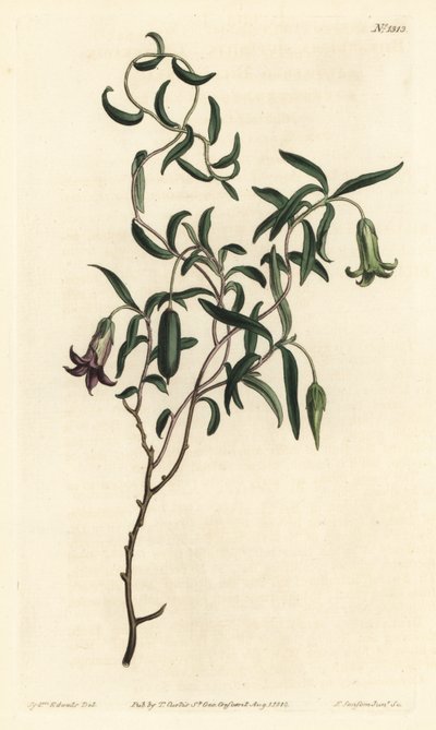 Apple berry or changeable flowerered billardiera, Billardiera mutabilis - Gravura em chapa de cobre colorida à mão por F. Sansom Jr. após ilustração de Sydenham Edwards da revista Botanical de William Curtis, T. Curtis, Londres de Sydenham Teast Edwards
