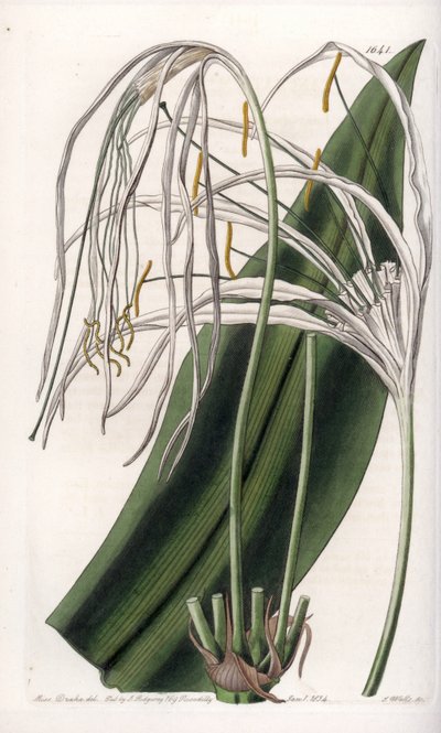 Araignee lírio ou narciso marinho - Placa gravada por S.Watts, a partir de uma ilustração de Sarah Anne Drake (1803-1857), do Botanical Register of Sydenham Edwards (1768-1819), Inglaterra de Sydenham Teast Edwards