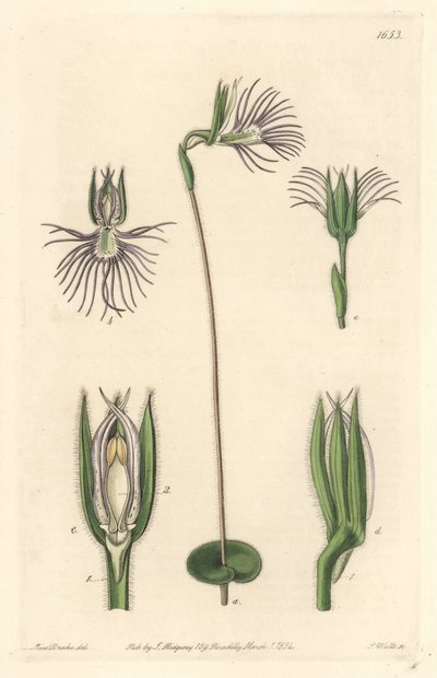Araignee orquídea, nativa da África do Sul - Água forte de S. Watts de uma ilustração de Sarah Anne Drake (1803-1857), do Botanical Register de Sydenham Teast Edwards