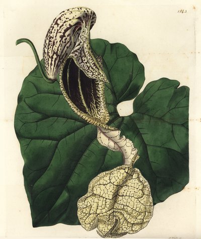 Aristoloche variete - Aristolochia cymbifera - Aristolochia cymbifera - Aristoloche variete - Aristoloche variete - Aristolochia cymbifera - Aristolochia cymbifera. Gravura em chapa de cobre colorida à mão por S. Watts depois de uma ilustração de Miss Sara de Sydenham Teast Edwards