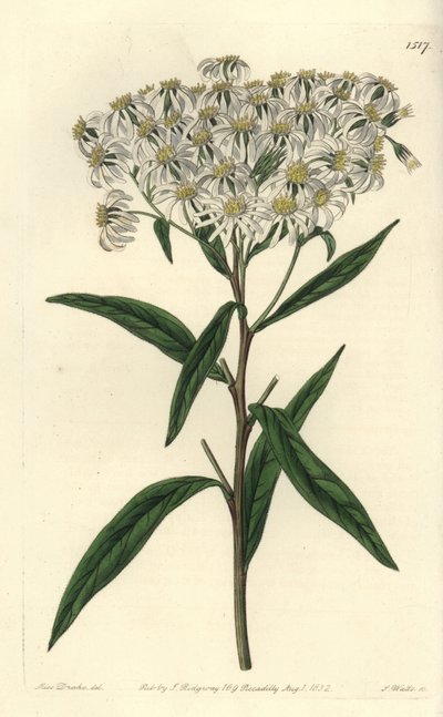 Aster a umbellata - Aster de ponta achatada, Doellingeria umbellata (Aster amygdalinus, Aster amygdalinus). Gravura em chapa de cobre colorida à mão por S. Watts depois de uma ilustração de Miss Sarah Drake do Registo Botânico de Sydenham Edwards, Ridgeway de Sydenham Teast Edwards
