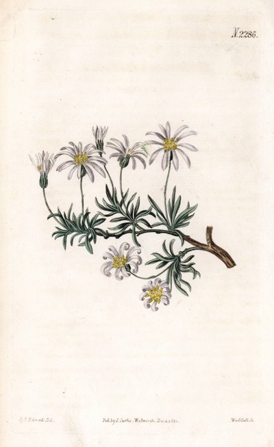 Aster acre - Aster de arbustos, Felicia fruticosa (Aster frutticulosa, Aster fruticulosa). Gravura em chapa de cobre colorida à mão por Weddell após uma ilustração de Sydenham Edwards da "Botanical Magazine" de Samuel Curtis, Londres de Sydenham Teast Edwards