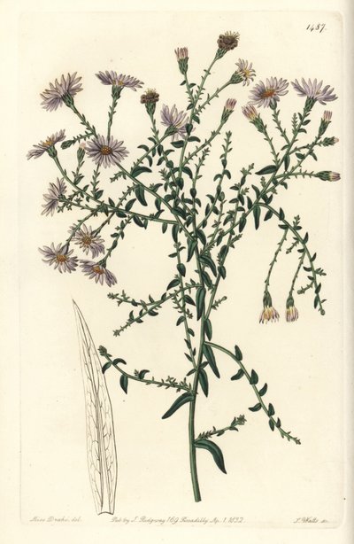 Aster variete - Aster de Nova Iorque, Symphyotrichum dumosum (Coris-leaved starwort, Aster coridifolius). Gravura em chapa de cobre colorida à mão por S. Watts após ilustração de Sarah Drake do Sydenham Edwards