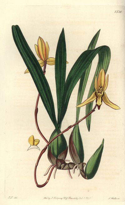 Orquídea australiana epífita variete - Brasiliorchis marginata orchid (Orquídea Cymbidium marginatum, Cymbidium marginatum). Gravura em chapa de cobre colorida à mão por S. Watts depois de uma ilustração de John Lindley do Sydenham Edwards