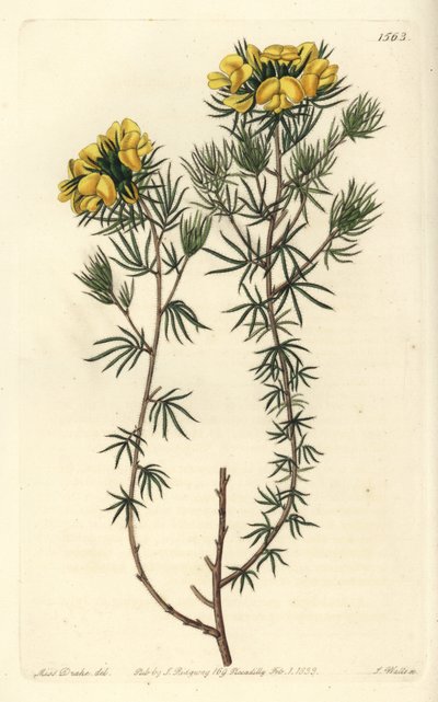 Gompholobium variete australiano - Capitate gompholobium, Gompholobium capitatum. Gravura em chapa de cobre colorida à mão por S. Watts depois de uma ilustração de Miss Sarah Drake do Registo Botânico de Sydenham Edwards, Ridgeway, Londres. de Sydenham Teast Edwards