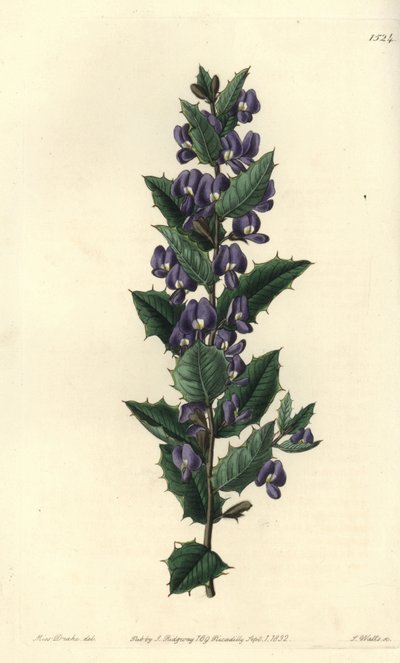 Variedades de arbustos de hovea australiana - Hovea chorizemifolia (Chorozemma-leaved hovea, Hovea chorozemaefolia). Gravura em chapa de cobre colorida à mão por S. Watts depois de uma ilustração de Miss Sarah Drake do Registo Botânico de Sydenham Edwards, de Sydenham Teast Edwards