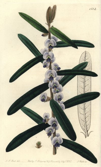 Variedade arbustiva australiana de hovea - Shaggy hovea, Hovea villosa. Gravura em chapa de cobre colorida à mão por S. Watts após uma ilustração de J.T. Hart do Sydenham Edwards