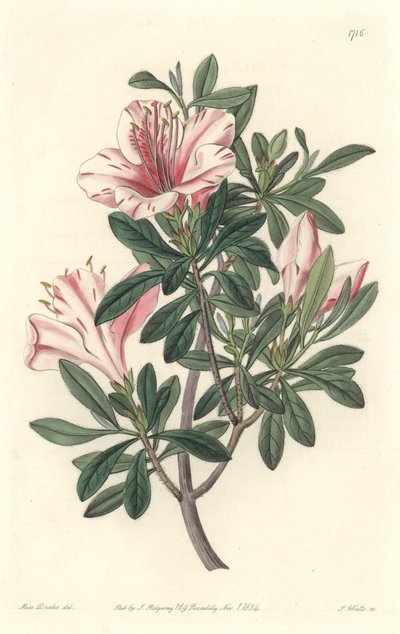 Azalee of Florists - S. Watts Strong Water de uma ilustração de Sarah Anne Drake (1803-1857), do Botanical Register de Sydenham Teast Edwards