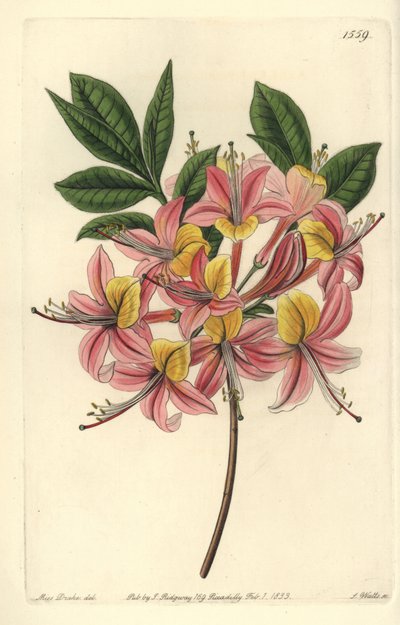 Azalee pontic yellow - Azalea amarela, Rhododendron luteum (Azalea pontica mutável, Azalea pontica versicolor). Gravura em chapa de cobre colorida à mão por S. Watts depois de uma ilustração de Miss Sarah Drake do Registo Botânico de Sydenham Edwards, Ridg de Sydenham Teast Edwards