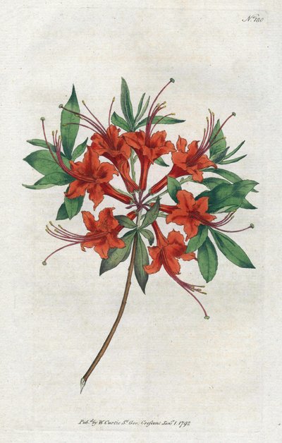 Azalee com flores nuas (Rhododendron periclymenoides) - Litografia de Sydenham Edwards (1768-1819), prato da revista Botanical de William Curtis (1746-1799) de Sydenham Teast Edwards