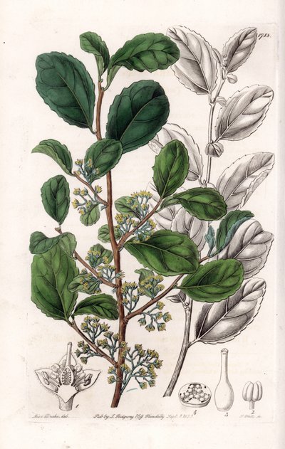 Azara Variete - Placa gravada por S.Watts, a partir de uma ilustração de Sarah Anne Drake (1803-1857), do Botanical Register of Sydenham Edwards (1768-1819), Inglaterra de Sydenham Teast Edwards
