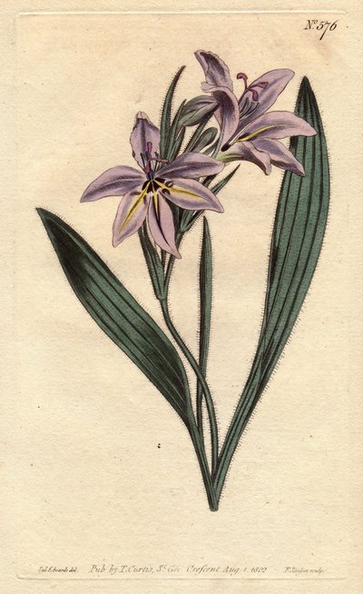 Flor de babuíno com perfume doce, com flores lilás pálidas. Babiana doce perfumada com flores lilás pálidas. Babiana plicata. Gravura em chapa de cobre colorida à mão a partir de uma ilustração botânica de Sydenham Edwards da "Botanical Magazine" de Willia de Sydenham Teast Edwards