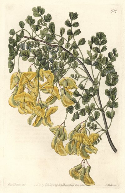 Baguenaudier du Nepal - Water forte de S. Watts a partir de uma ilustração de Sarah Anne Drake (1803-1857), do Botanical Register de Sydenham Teast Edwards