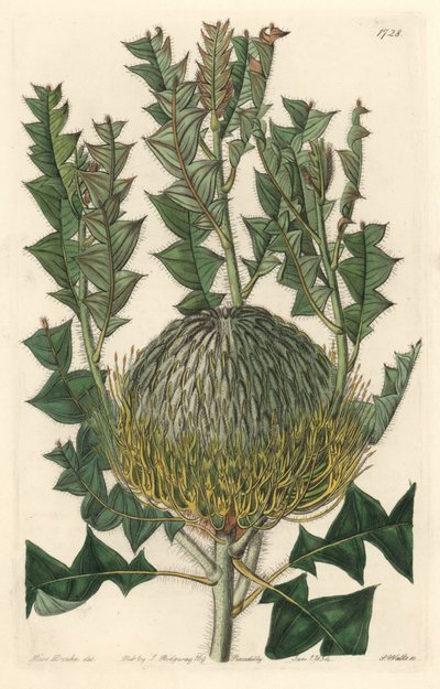 Banksia speciosa, originalmente da Austrália - S. Watts água forte de uma ilustração de Sarah Anne Drake (1803-1857), do Botanical Register de Sydenham Teast Edwards