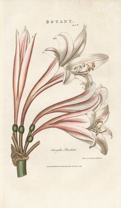  de Sydenham Teast Edwards