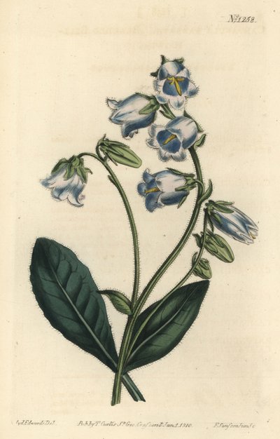 Churrasco - Barbue barbata, Campanula barbata - Gravura em chapa de cobre colorida à mão por F. Sansom Jr. depois de uma ilustração de Sydenham Edwards da revista Botanical Magazine de William Curtis, T. Curtis, Londres de Sydenham Teast Edwards