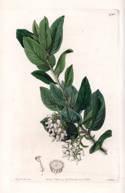 Uva de Urso, originalmente da Califórnia - Gravado por S.Watts, a partir de uma ilustração de Sarah Anne Drake (1803-1857), do Botanical Register of Sydenham Edwards (1768-1819), Inglaterra de Sydenham Teast Edwards