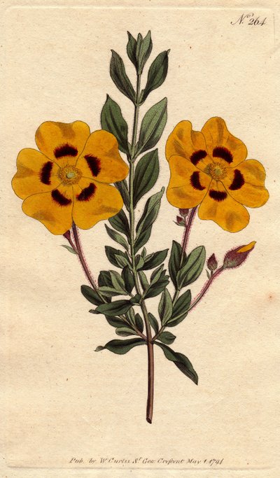 A bela cista tem flores amarelas brilhantes decoradas com carmesim. Linda esteva com flores amarelas vivas decoradas com carmesim. Cistus formosus. Gravura em chapa de cobre colorida à mão a partir de uma ilustração botânica de Sydenham Edwards, de William de Sydenham Teast Edwards