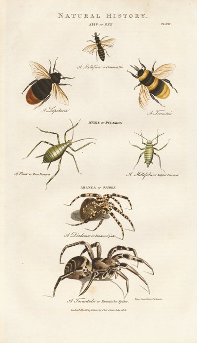 Abelhas, pulgões e aranhas de Sydenham Teast Edwards
