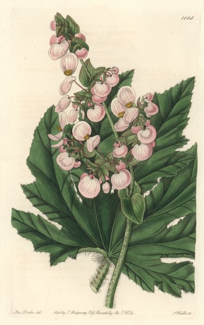 Begonia tem flores rosa pálido, nativas do México - Água forte de S. Watts de uma ilustração de Sarah Anne Drake (1803-1857), do Botanical Register de Sydenham Teast Edwards