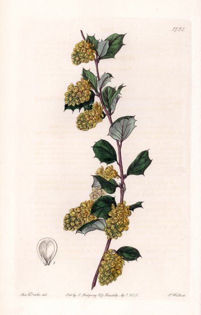 Berberis - Placa gravada por S.Watts, a partir de uma ilustração de Sarah Anne Drake (1803-1857), do Botanical Register of Sydenham Edwards (1768-1819), Inglaterra de Sydenham Teast Edwards