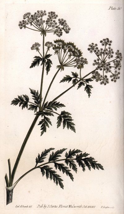 Grande cicuta. Gravura em cobre colorido, ilustração de Sydenham Edwards (1768-1819) para Conferências de Botanical, Jardim Botânico de Lambeth (Inglaterra) de Sydenham Teast Edwards