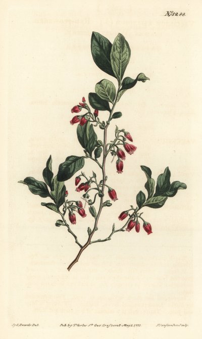 Black huckleberry, Gaylussacia baccata (Red-flowered clammy whortle-berry, Vaccinium resinosum) - Gravura em chapa de cobre colorida à mão por F. Sansom Jr. após ilustração de Sydenham Edwards da revista Botanical de William Curtis, T. Curtis, Londres de Sydenham Teast Edwards
