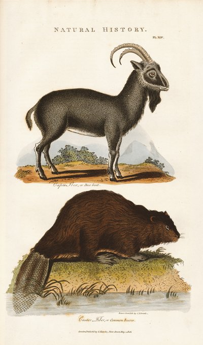 Cabra azul e castor de Sydenham Teast Edwards