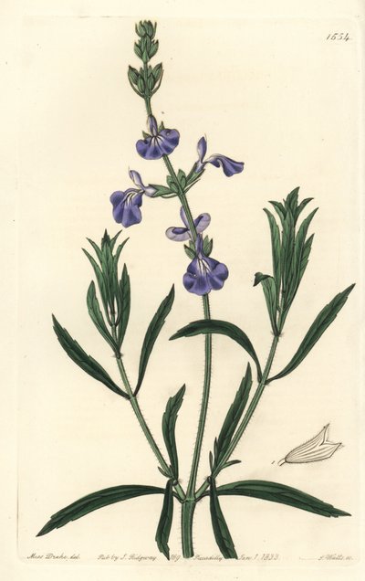 Salva Azul - Salva Pasto, Salvia azurea (Salvia azurea, Salvia angustifolia). Gravura em chapa de cobre colorida à mão por S. Watts depois de uma ilustração de Miss Sarah Drake do Registo Botânico de Sydenham Edwards, Ridgeway, Londres. de Sydenham Teast Edwards