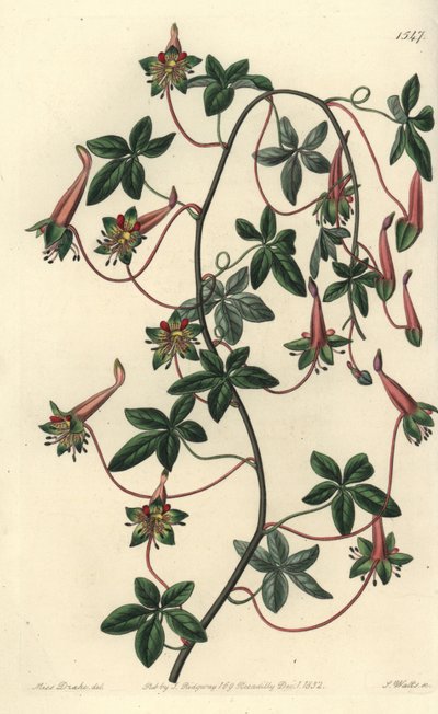 Capuchinho da Bolívia - Tropaeoleum de cinco folhas, Tropaeoleum pentaphyllum. Gravura em chapa de cobre colorida à mão por S. Watts depois de uma ilustração de Miss Sarah Drake do Registo Botânico de Sydenham Edwards, Ridgeway, Londres. de Sydenham Teast Edwards