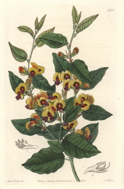 Bossiaea a grade flores, originária da Austrália - S. Watts água forte de uma ilustração de Sarah Anne Drake (1803-1857), do Botanical Register de Sydenham Teast Edwards