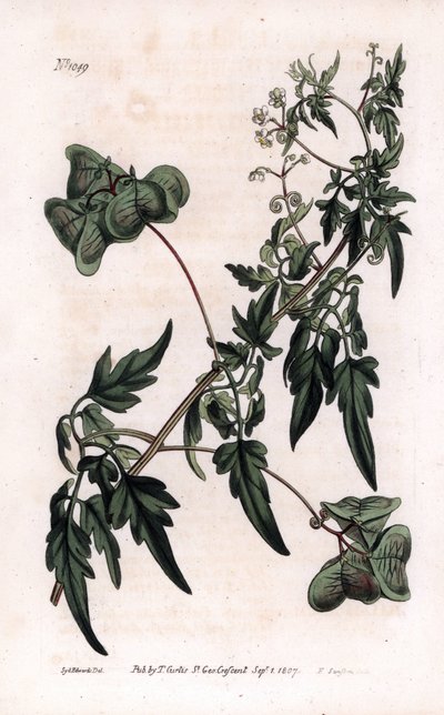 Botânica: cardiospermas ou ervilhas cardíacas. Planta de semente de coração liso ou balão, Cardiospermum halicacabum. Gravura em chapa de cobre colorida à mão por F. Sansom a partir de uma ilustração de Sydenham Edwards da revista Botanical Magazine de Wil de Sydenham Teast Edwards