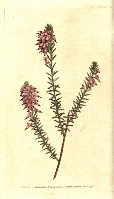 Bruyere carnee, Bruyere cor de carne, Bruyere da neve ou Bruyere dos Alpes - Herbácea, Erica herbacea. Gravura em chapa de cobre colorida à mão depois de uma ilustração botânica de Sydenham Edwards da revista The Botanical Magazine de William Curtis, Lambe de Sydenham Teast Edwards